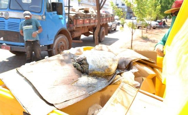 Contêineres destinados para reciclagem estão recebendo até restos de animais mortos em Guaraí