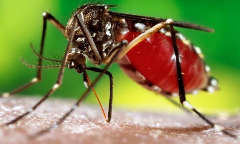 Confira o calendário do mutirão de combate ao Aedes Aegypti em Guaraí; ação vai até 15/12